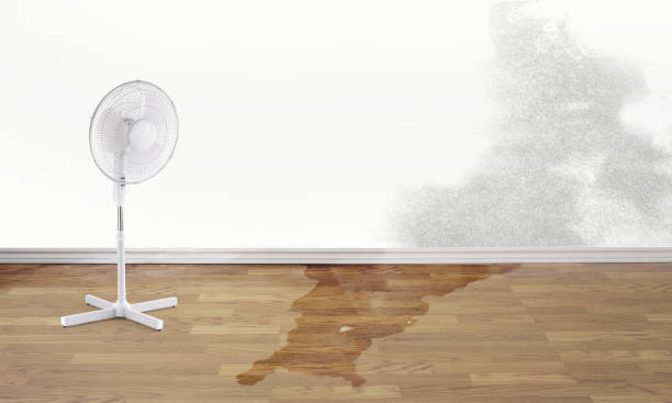 Best Water damage mitigation services  in Riverview, MO